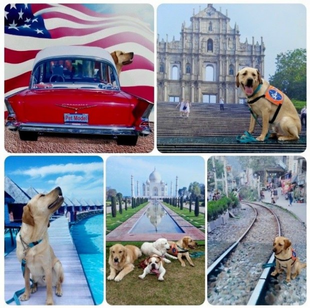 BENE – Guidedog