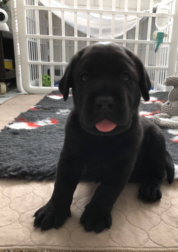 Sponsorship Campaign – “Name a Guide Dog”